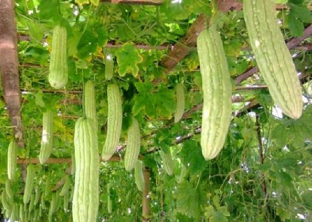 Peluang Usaha Budidaya Pare Dan Analisa Usahanya Agrowindo Peluang Usaha Budidaya Pare Dan Analisa Usahanya Agrowindo