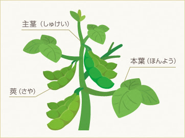 枝豆とは 枝豆の総合情報サイト えだまめ日和