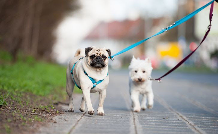 犬のハーネスの正しい付け方は 首輪との違いやハーネスの選び方 松波動物メディカル通信販売部本店公式ブログ