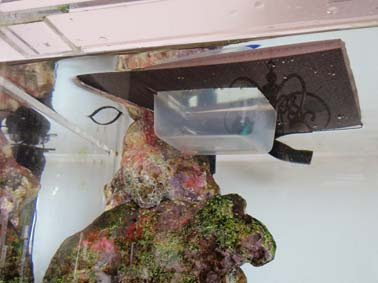 真夏のベタ水槽温度管理 イタグレと ヤッコと 家呑みと