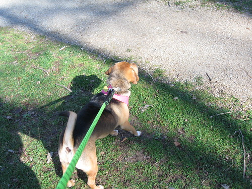 Doggie Easter Egg Hunt