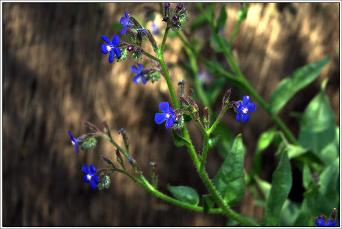 de la belleza de las flores azules