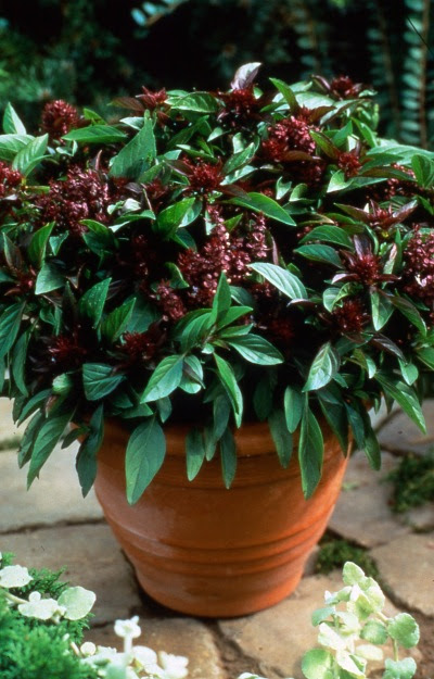 Growing Herbs on Top Three  Easy To Grow Herbs For Indiana Gardeners   Hoosier Gardener
