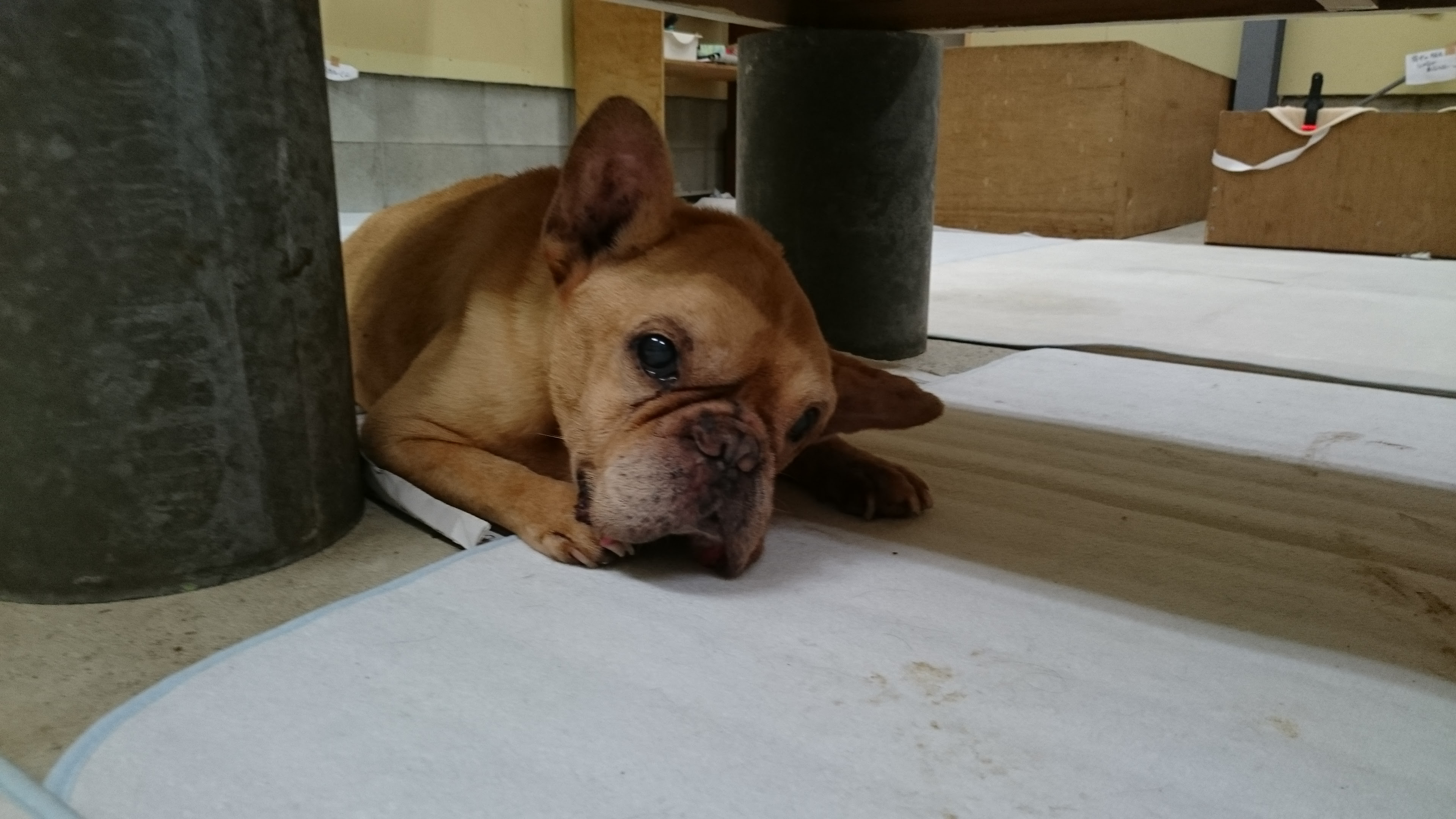 チェリーちゃん緊急預かり 老犬ホーム トップ