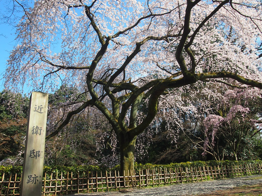 京都御苑 近衛邸跡のイトザクラが見頃 京都旅屋