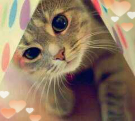 元気がでる画像 かわいい 萌 Photo 待受 壁紙 美しく生きるはイバラの道 日本一のママブロガー