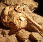 A handout picture taken in 2010 and released on April 1, 2015 by INRAP's French researcher Laurent Bruxelles shows Little Foot, a fossil with both ape-like and human features found in a cave at the Sterkfontein site, near Johannesburg. New dating of South Africa's most famous hominid fossil confirms it is older than widely thought, boosting the country's claim to be a home of humankind, scientists said on April 1, 2015. Named 