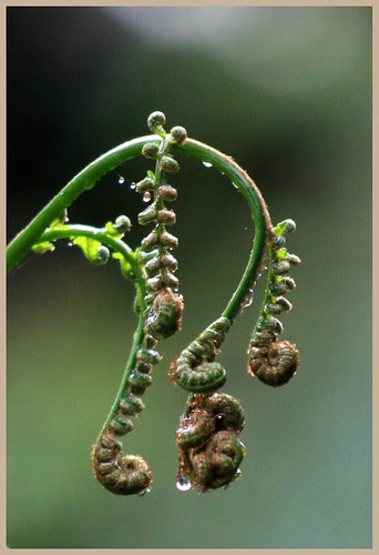 জংলী ফার্ন এর ডগা