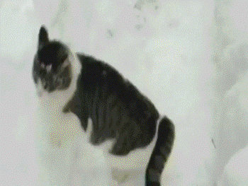 cat in the snow GIF