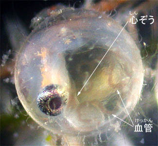 メダカの発生を観察しよう