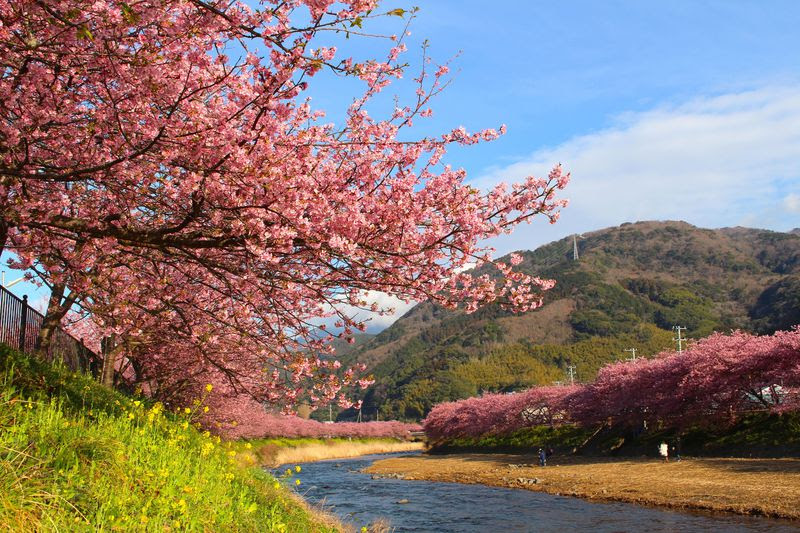2月下旬 3月上旬頃が見頃 19年静岡県 河津桜 の見どころまとめ 静岡県 Lineトラベルjp 旅行ガイド