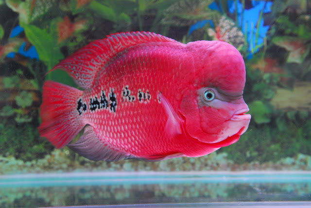 wallpapers fish. Fresh Fish Wallpapers