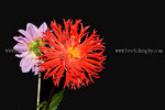 dahlia-s3-DSC_9409.jpg