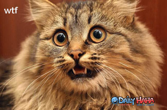 Cat in Awe Cat in Awe