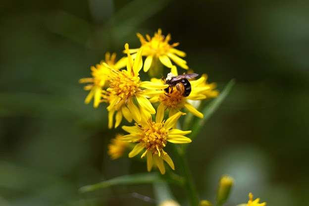 アキノキリンソウ 秋の麒麟草 の花 写真共有サイト フォト蔵