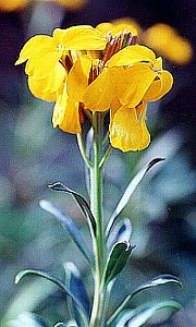 ニオイアラセイトウ においあらせいとうの花言葉 花言葉事典