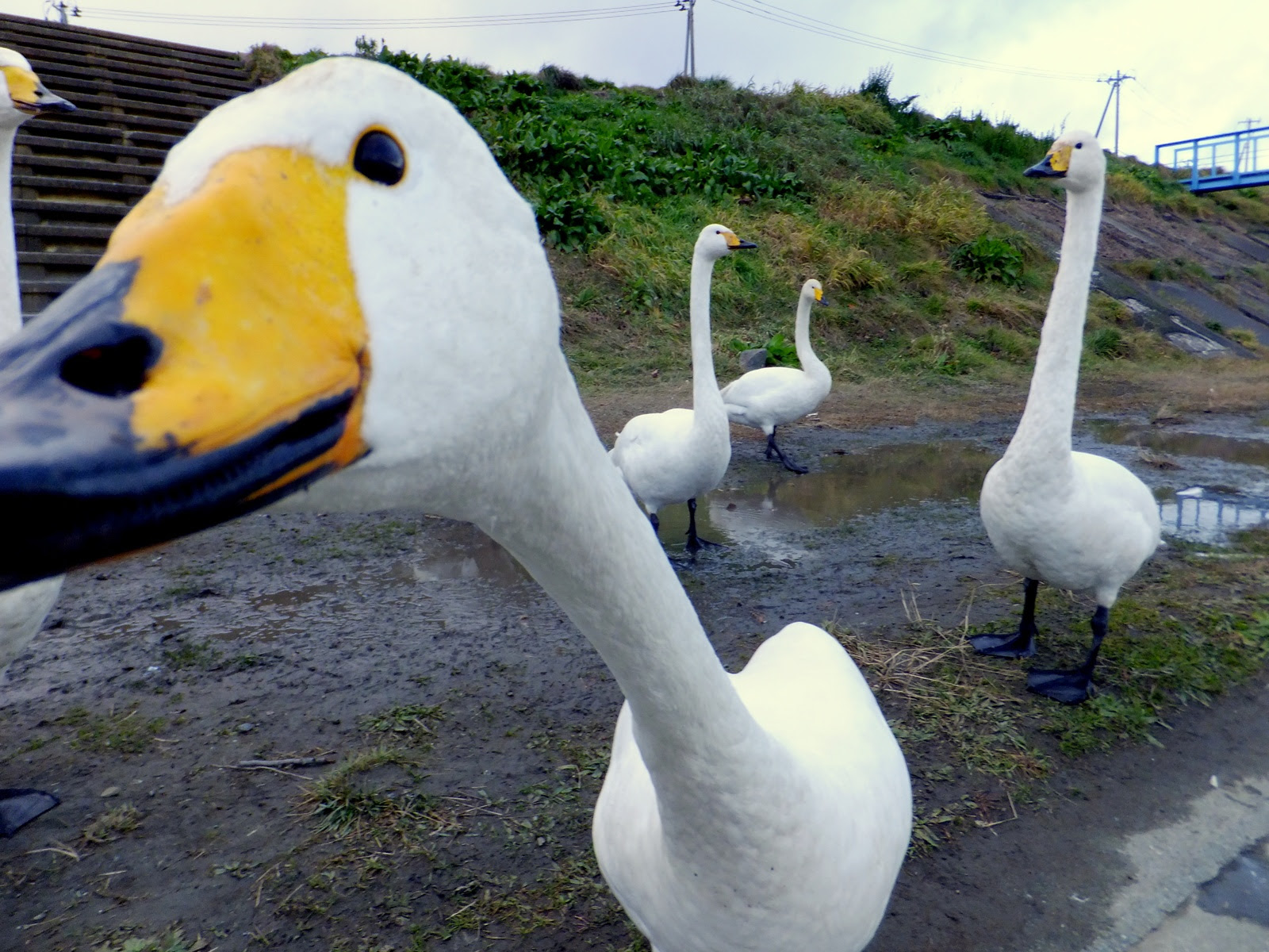 白鳥の行列 写真散歩 Refocus