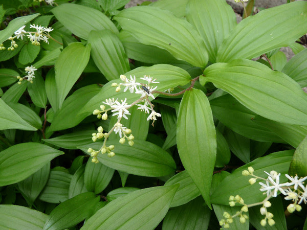 山野草 涼しげな白い花 続 歌まろ花日記
