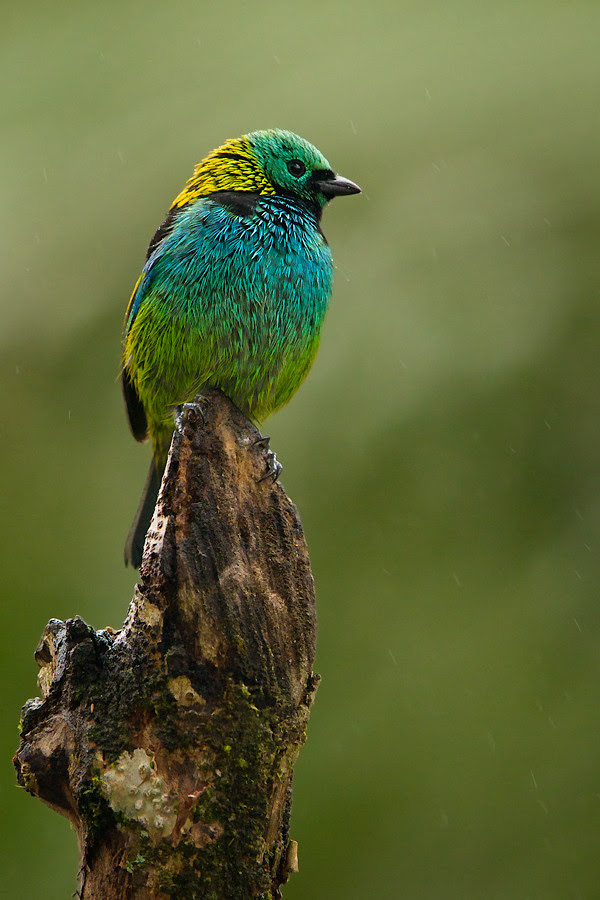 500px favs, rg443