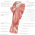 Total Muscles In The Human Body? / Smooth muscle is present throughout the gastrointestinal, reproductive there are three major muscle types found in the human body: