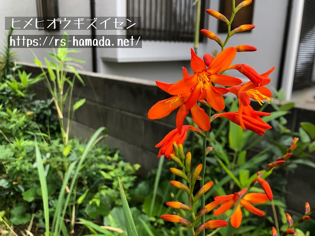 サフランモドキの花言葉と由来を他の植物の花言葉と比較しながら解説 自然植物図鑑
