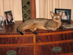 Jedda
