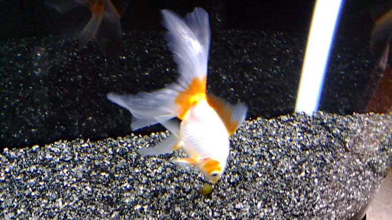 金魚の餌の量 和金型は少なめで琉金 らんちゅう型は多め Aqua Talk