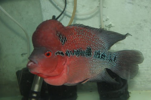 Marziyas Red Dragon Flowerhorn by firoze shakir photographerno1