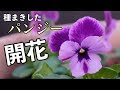 √100以上 8月 種まき 花 317208