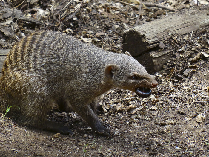 Mongoose-eating-millipede