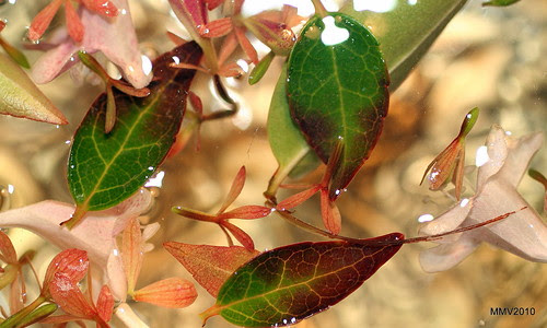 in memoriam Don Enrique