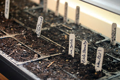 sowing 013