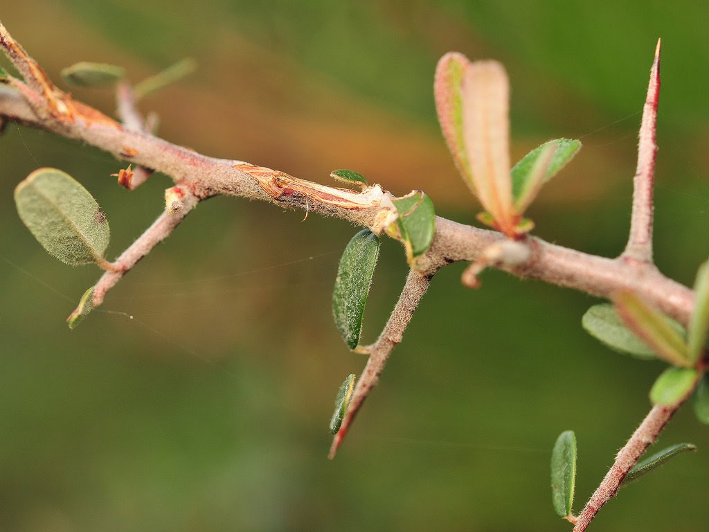 ピラカンサのトゲ そよ風のなかで Plants Insects And Birds Near At Hand