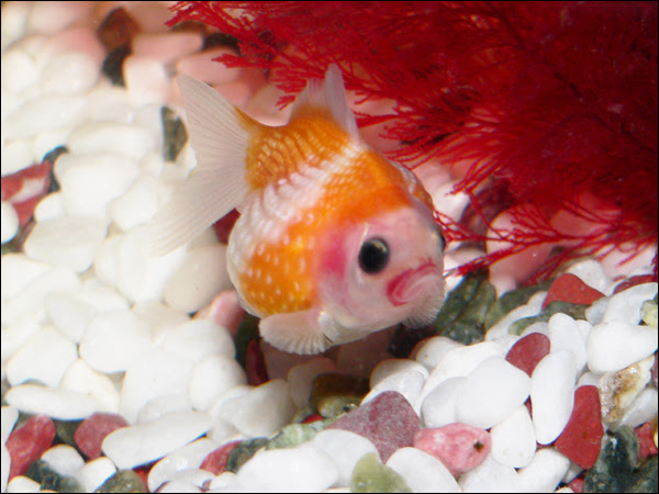 蜜柑ちゃん流血 太朗のお魚日記