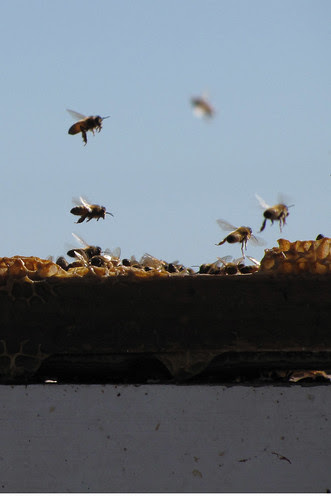 Buzzzzzzzzzz