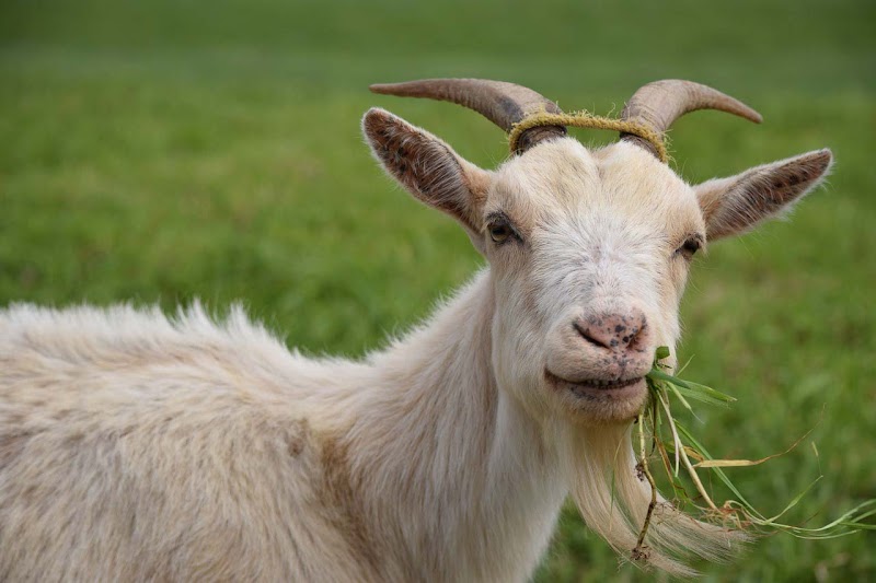 Top Inspirasi 18+ Gambar Kambing Makan Rumput