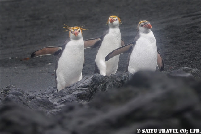 マッコーリー島 ワイルドライフ Wildlife 世界の野生動物観察日記