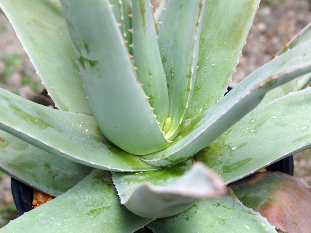 アロエベラ Aloe Vera の栽培暦と育て方