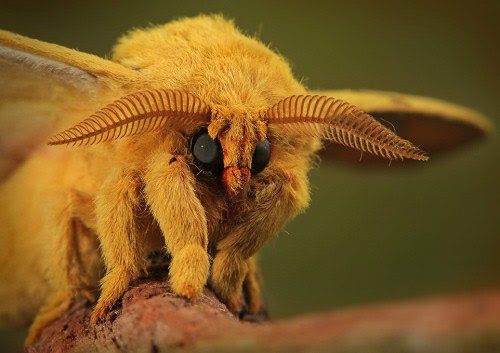 17 mp2 35 Macro Photographs That You Will Love