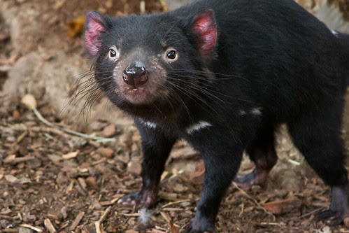 Tasmanian Devil - Canberra Zoo by kaz86