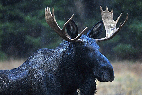 bull moose in the rain