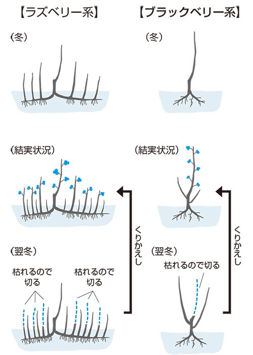 家庭果樹栽培 木いちごを作ってみませんか Ja埼玉中央ホームページ