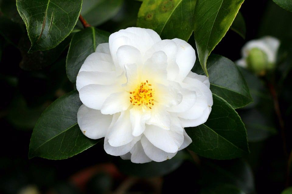 45 Types of White Flowers with Pictures | Flower Glossary