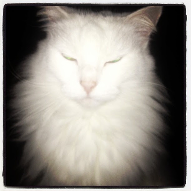 If it's not Bronty - it's GOT to be Jasmine!! No extra sleep for me... #jasmine #cat #evil #evil_cat #evil_jasmine #tired #wake_up #breakfast #feed_me