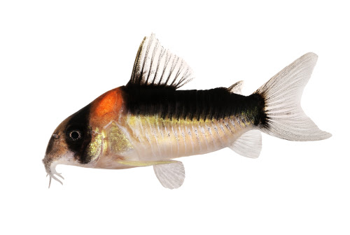 コリドラスがかかりやすい病気 症状ってどんなの 熱帯魚 淡水魚 海水魚の図鑑