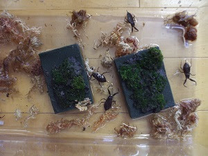 好奇心 ありふれた あからさま タイコウチ 餌 I Marusho Jp