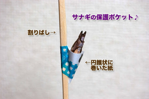 アゲハちゃんの保護ポケット