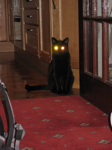 Evil cat
