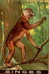 singe 8
