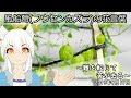 [最新] ふうせんかずら 花言葉 608977
